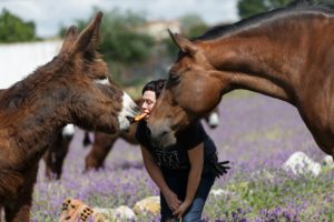 Fotografía de mascotas en Zamora
