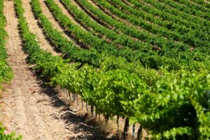 Viñedos Valdefinjas