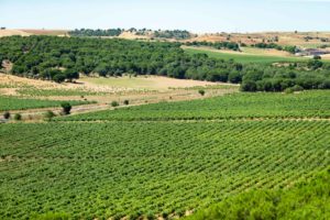 Viñedos Valdefinjas