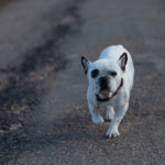 Fotografía de mascotas