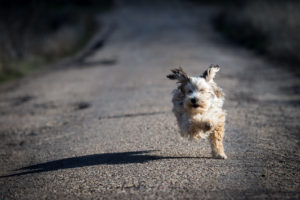 Fotografía de mascotas