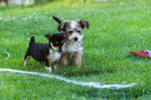 Fotografía de mascotas